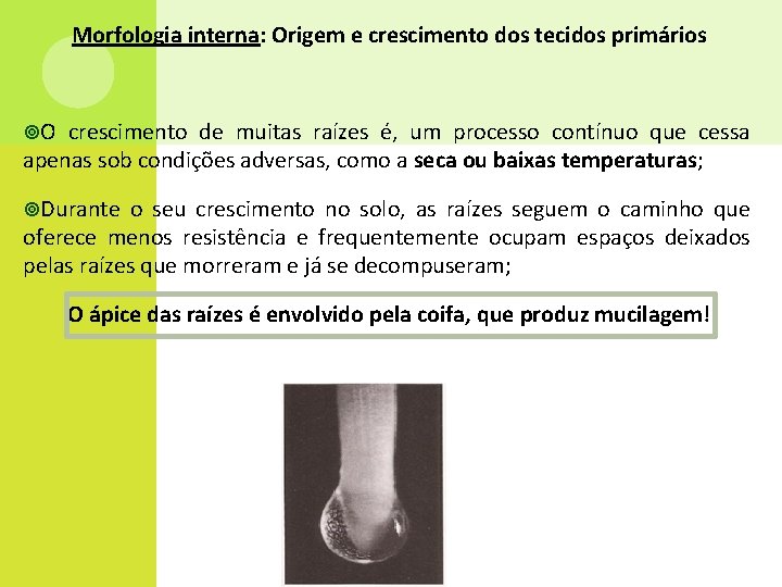 Morfologia interna: Origem e crescimento dos tecidos primários O crescimento de muitas raízes é,