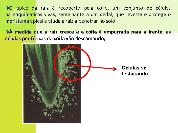  O ápice da raiz é recoberto pela coifa, um conjunto de células parenquimáticas