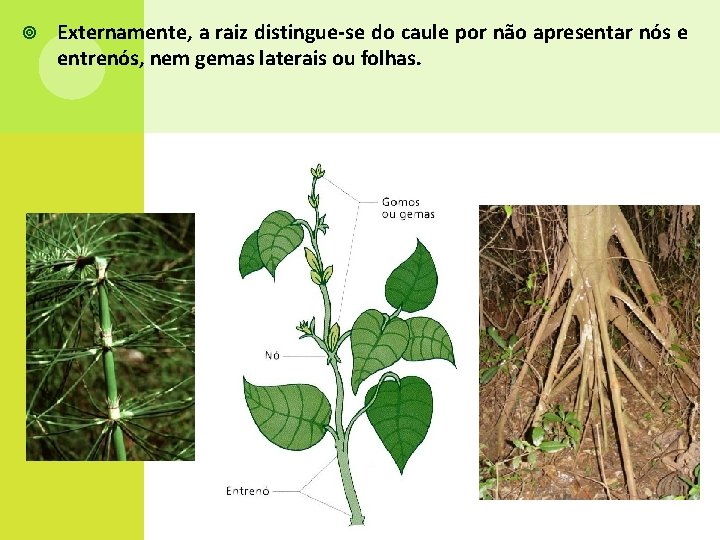  Externamente, a raiz distingue-se do caule por não apresentar nós e entrenós, nem