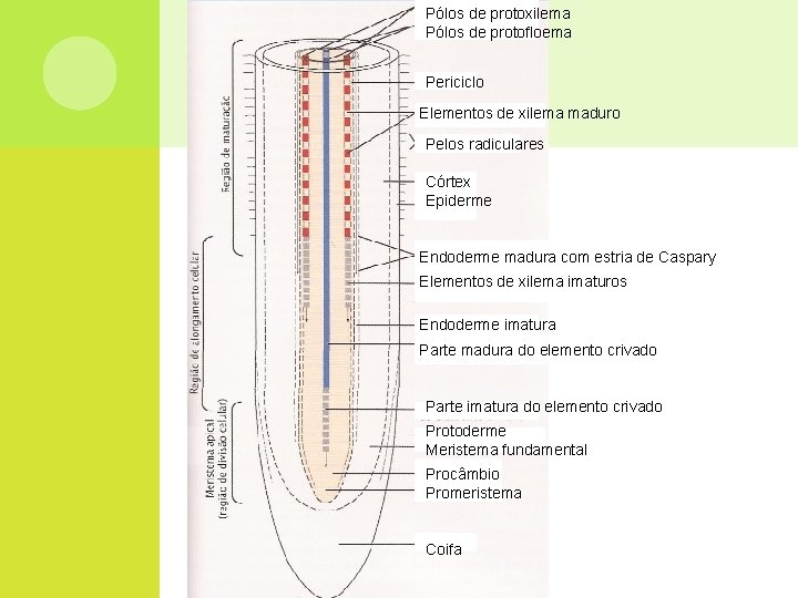 Pólos de protoxilema Pólos de protofloema Periciclo Elementos de xilema maduro Pelos radiculares Córtex