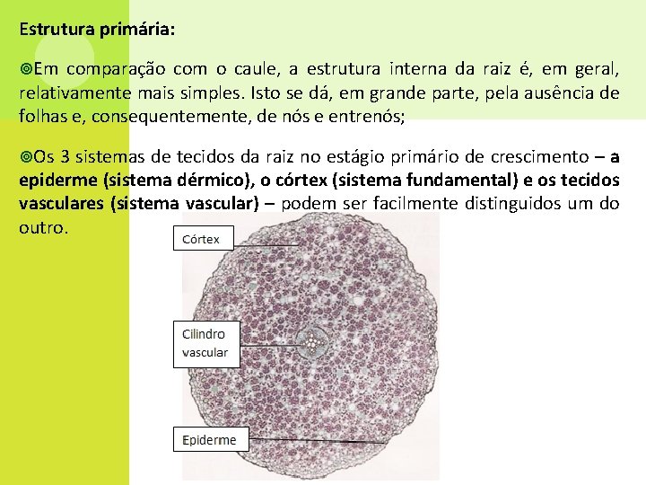 Estrutura primária: Em comparação com o caule, a estrutura interna da raiz é, em