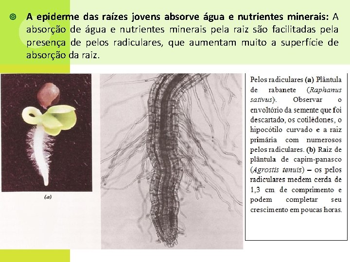  A epiderme das raízes jovens absorve água e nutrientes minerais: A absorção de