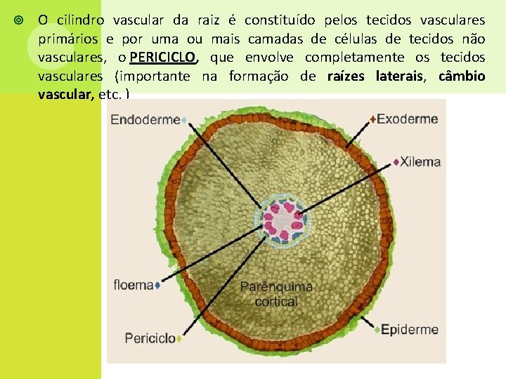  O cilindro vascular da raiz é constituído pelos tecidos vasculares primários e por