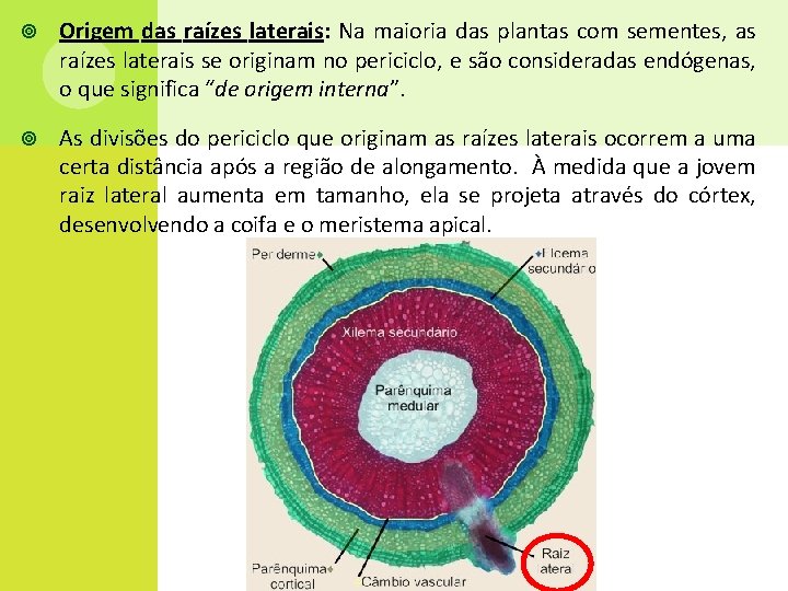  Origem das raízes laterais: Na maioria das plantas com sementes, as raízes laterais