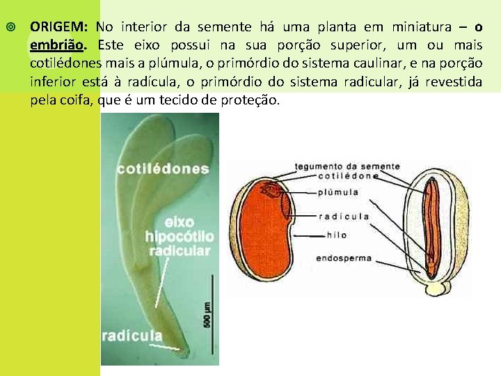  ORIGEM: No interior da semente há uma planta em miniatura – o embrião.