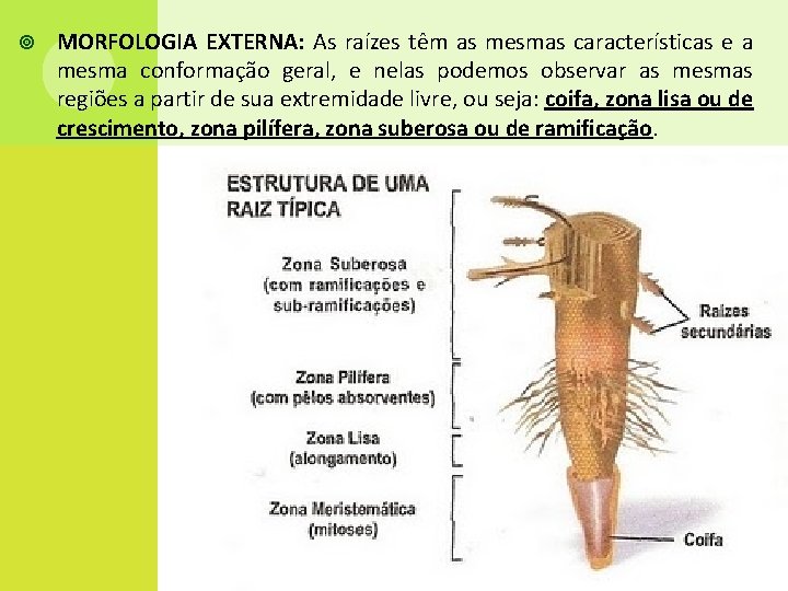  MORFOLOGIA EXTERNA: As raízes têm as mesmas características e a mesma conformação geral,