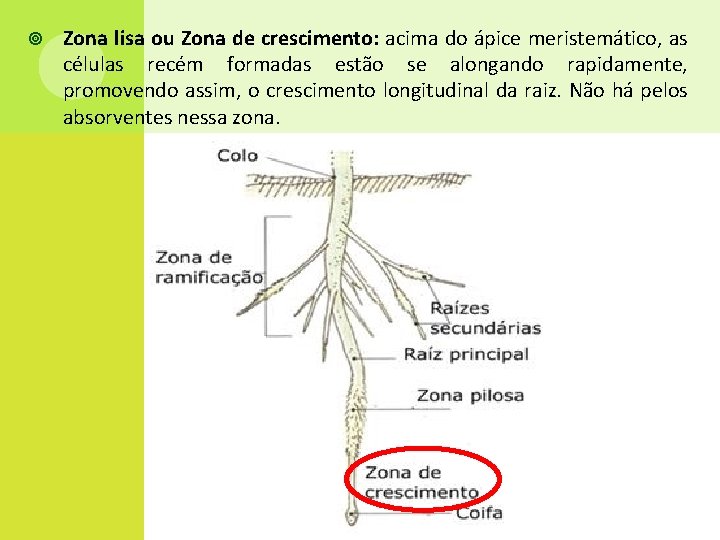  Zona lisa ou Zona de crescimento: acima do ápice meristemático, as células recém