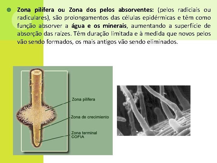  Zona pilífera ou Zona dos pelos absorventes: (pelos radiciais ou radiculares), são prolongamentos
