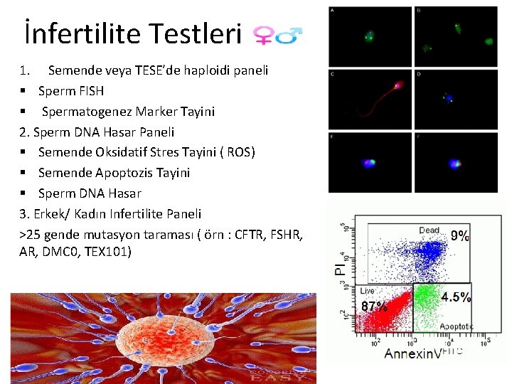 İnfertilite Testleri 1. Semende veya TESE’de haploidi paneli § Sperm FISH § Spermatogenez Marker