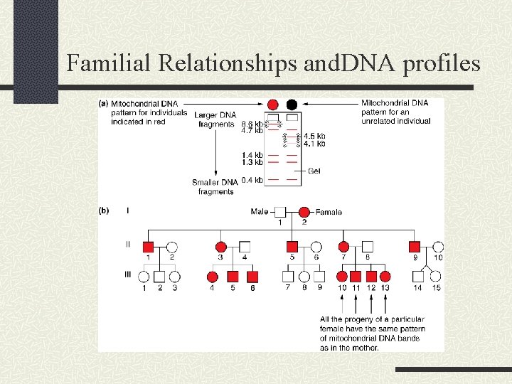 DNA Fingerprinting and Forensic Analysis Chapter 8 Fall
