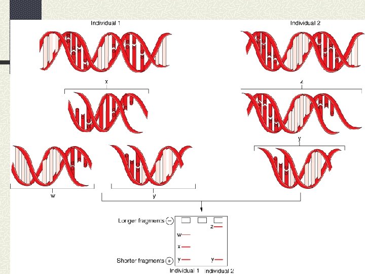DNA Fingerprinting and Forensic Analysis Chapter 8 Fall
