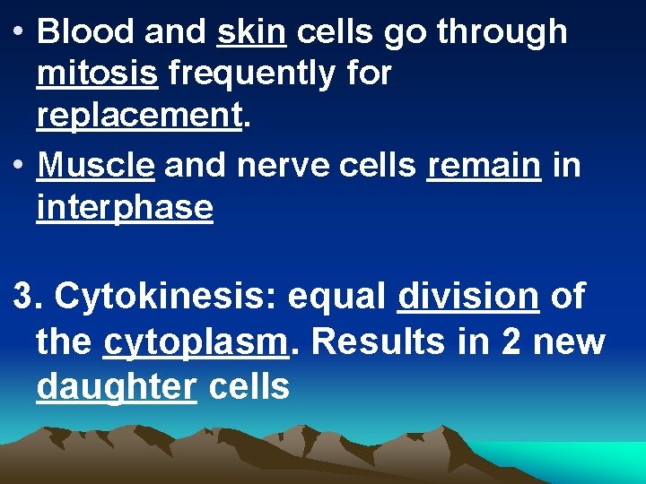 • Blood and skin cells go through mitosis frequently for replacement. • Muscle