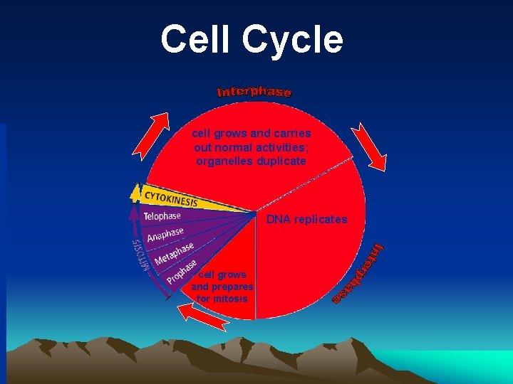 Cell Cycle cell grows and carries out normal activities; organelles duplicate DNA replicates cell