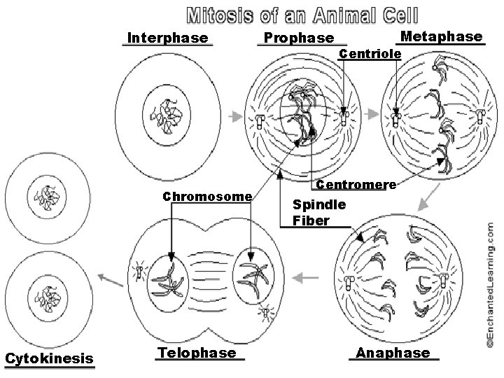 Interphase Chromosome Cytokinesis Telophase Prophase Metaphase Centriole Centromere Spindle Fiber Anaphase 