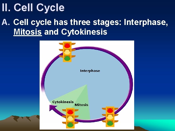 II. Cell Cycle A. Cell cycle has three stages: Interphase, Mitosis and Cytokinesis 