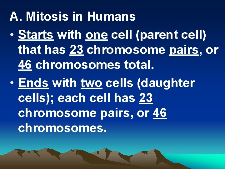 A. Mitosis in Humans • Starts with one cell (parent cell) that has 23