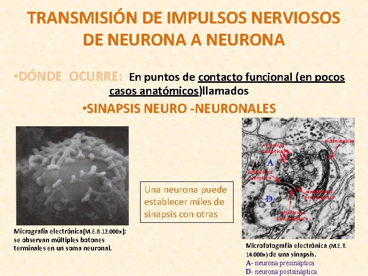 TRANSMISIÓN DE IMPULSOS NERVIOSOS DE NEURONA A NEURONA • DÓNDE OCURRE: En puntos de TRANSMISIÓN DE IMPULSOS NERVIOSOS DE NEURONA A NEURONA • DÓNDE OCURRE: En puntos de