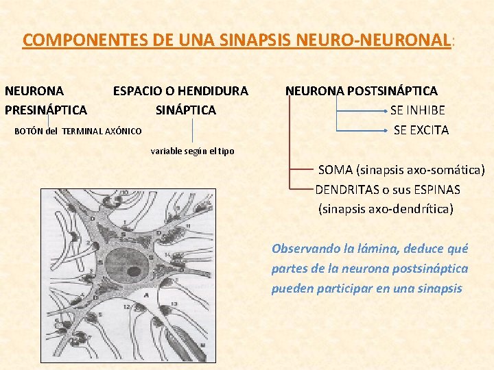 COMPONENTES DE UNA SINAPSIS NEURO-NEURONAL: NEURONA PRESINÁPTICA ESPACIO O HENDIDURA SINÁPTICA BOTÓN del TERMINAL COMPONENTES DE UNA SINAPSIS NEURO-NEURONAL: NEURONA PRESINÁPTICA ESPACIO O HENDIDURA SINÁPTICA BOTÓN del TERMINAL