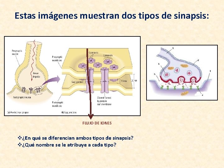 Estas imágenes muestran dos tipos de sinapsis: FLUJO DE IONES v¿En qué se diferencian Estas imágenes muestran dos tipos de sinapsis: FLUJO DE IONES v¿En qué se diferencian