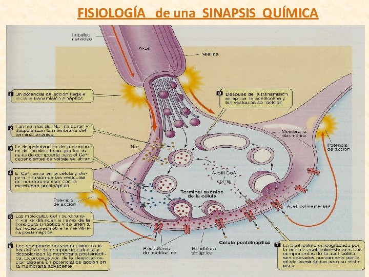 FISIOLOGÍA de una SINAPSIS QUÍMICA FISIOLOGÍA de una SINAPSIS QUÍMICA
