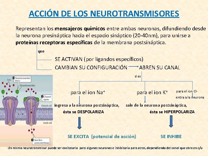 ACCIÓN DE LOS NEUROTRANSMISORES Representan los mensajeros químicos entre ambas neuronas, difundiendo desde la ACCIÓN DE LOS NEUROTRANSMISORES Representan los mensajeros químicos entre ambas neuronas, difundiendo desde la