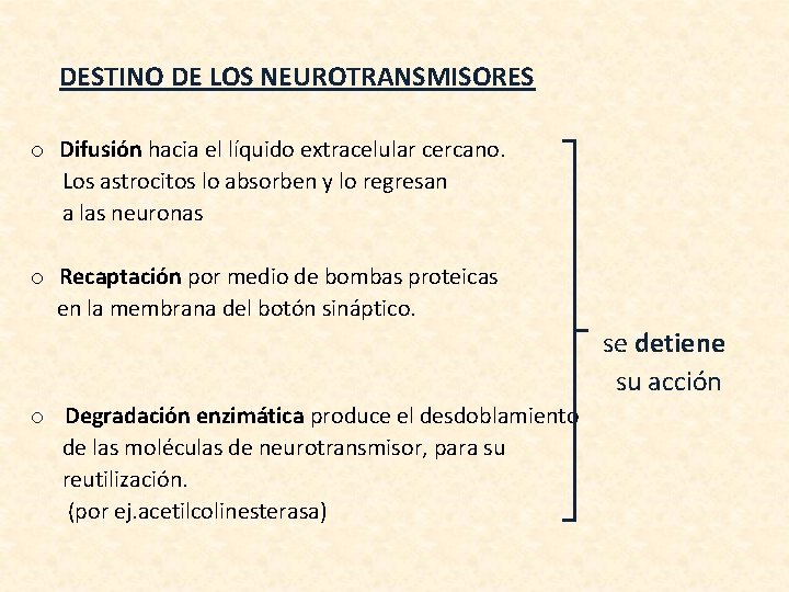 DESTINO DE LOS NEUROTRANSMISORES o Difusión hacia el líquido extracelular cercano. Los astrocitos lo DESTINO DE LOS NEUROTRANSMISORES o Difusión hacia el líquido extracelular cercano. Los astrocitos lo
