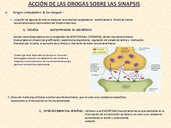 ACCIÓN DE LAS DROGAS SOBRE LAS SINAPSIS q Drogas estimulantes de las sinapsis – ACCIÓN DE LAS DROGAS SOBRE LAS SINAPSIS q Drogas estimulantes de las sinapsis –