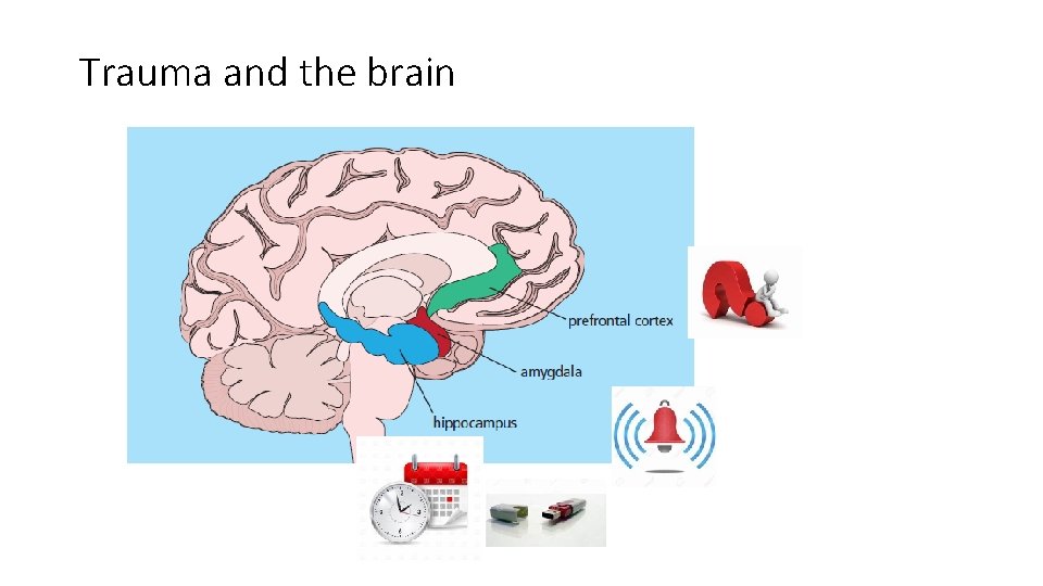 Trauma and the brain 