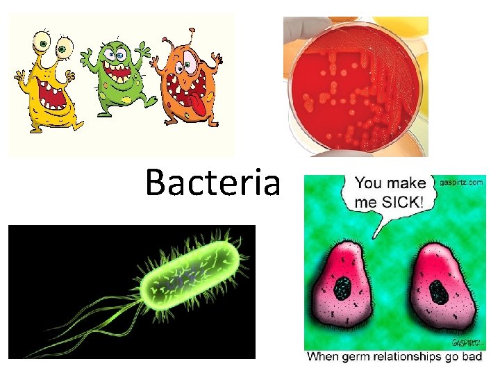 Bacteria 