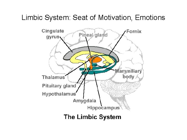 Limbic System: Seat of Motivation, Emotions 