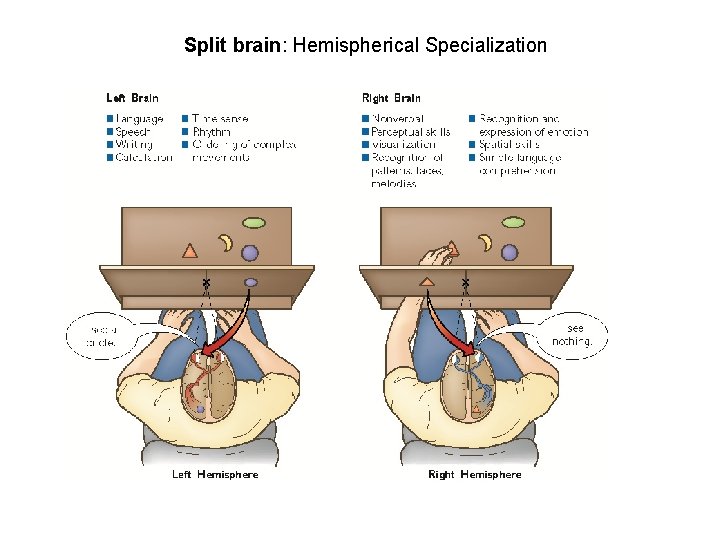 Split brain: Hemispherical Specialization 