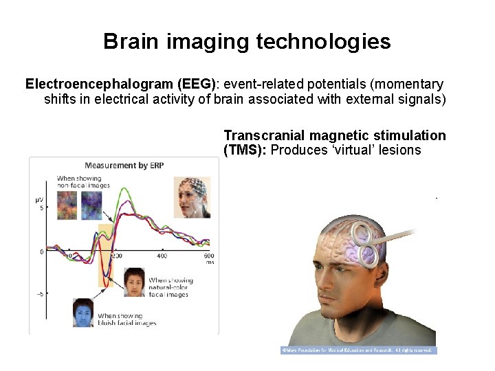 Brain imaging technologies Electroencephalogram (EEG): event-related potentials (momentary shifts in electrical activity of brain