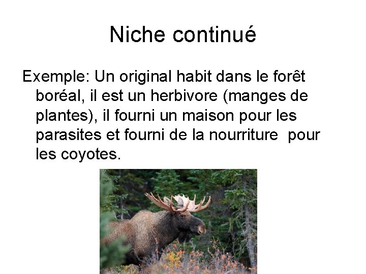 Niche continué Exemple: Un original habit dans le forêt boréal, il est un herbivore