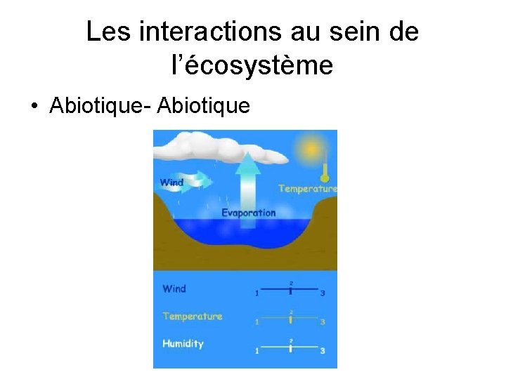 Les interactions au sein de l’écosystème • Abiotique- Abiotique 