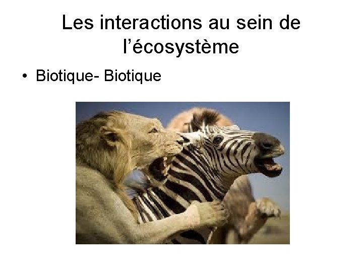 Les interactions au sein de l’écosystème • Biotique- Biotique 