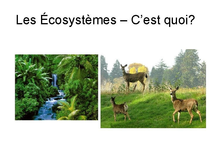 Les Écosystèmes – C’est quoi? 