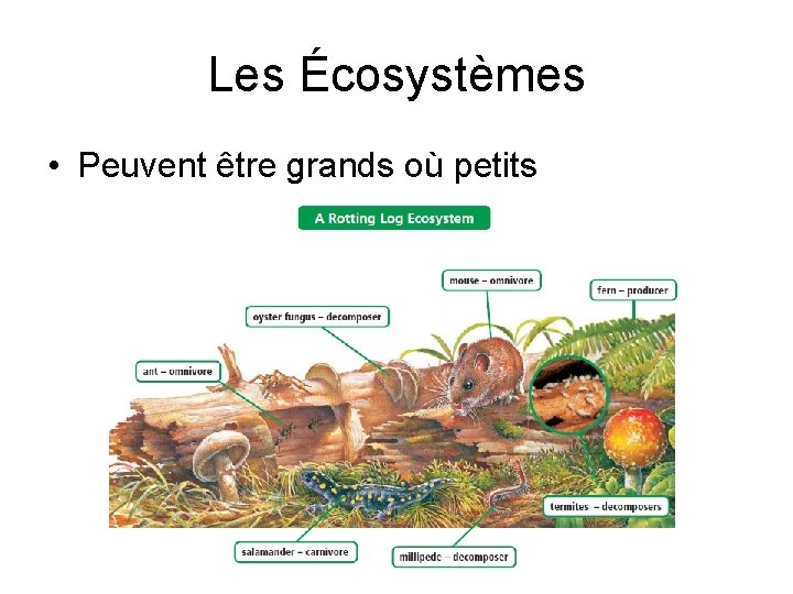 Les Écosystèmes • Peuvent être grands où petits 