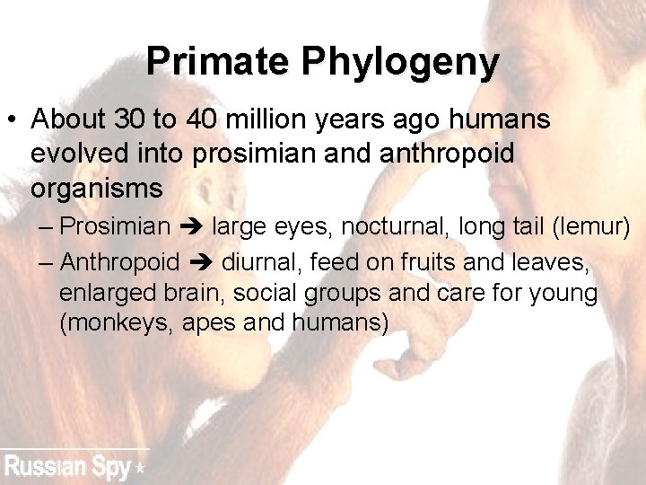 Primate Phylogeny • About 30 to 40 million years ago humans evolved into prosimian
