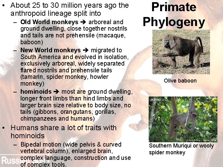  • About 25 to 30 million years ago the anthropoid lineage split into
