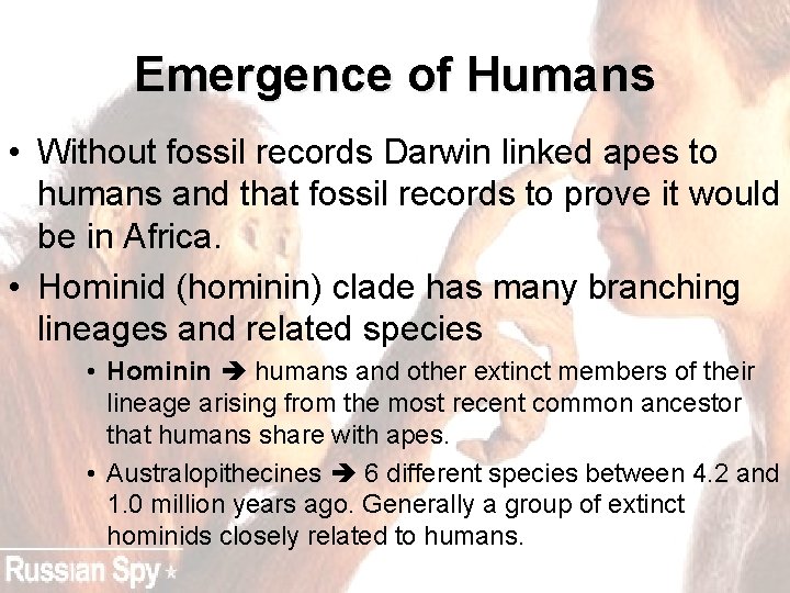 Emergence of Humans • Without fossil records Darwin linked apes to humans and that