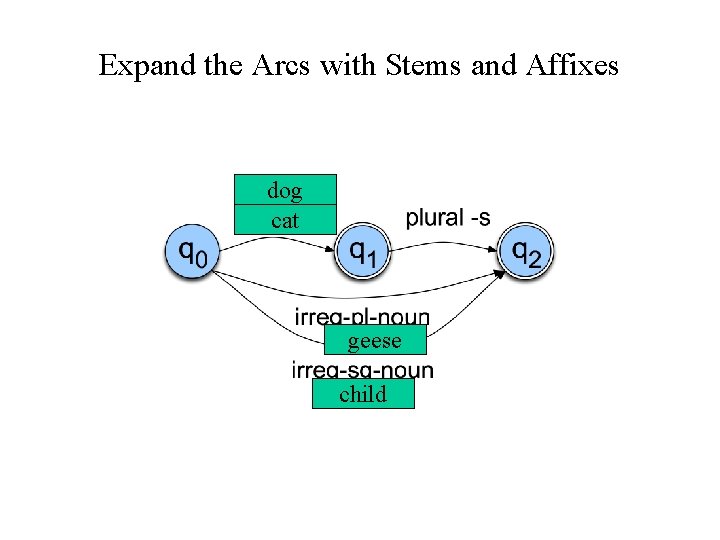 Expand the Arcs with Stems and Affixes dog cat geese child 