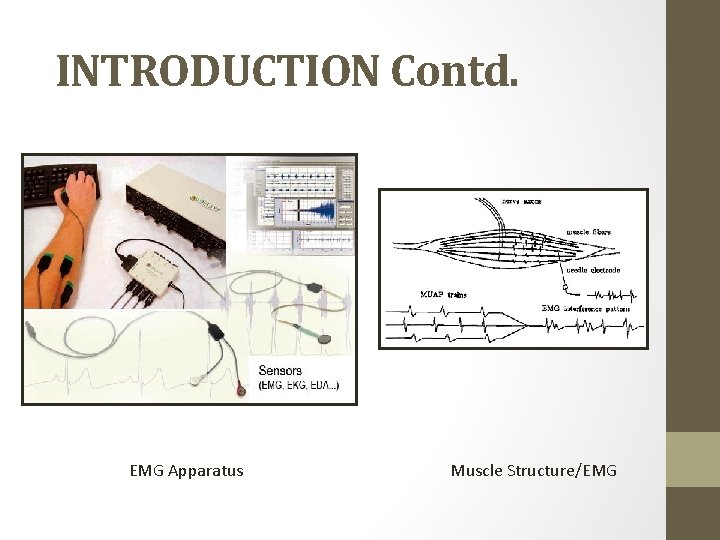 INTRODUCTION Contd. EMG Apparatus Muscle Structure/EMG 