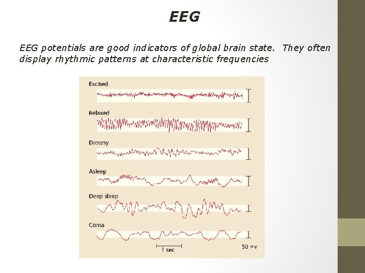 EEG potentials are good indicators of global brain state. They often display rhythmic patterns