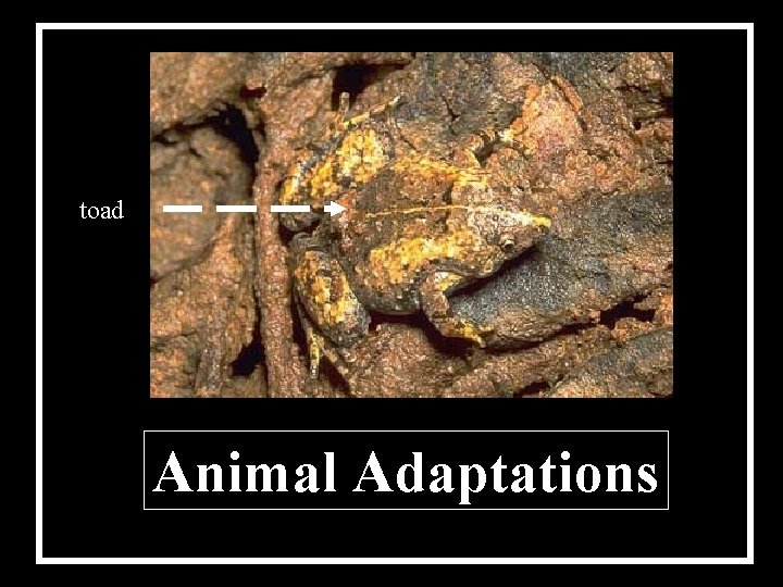 toad Animal Adaptations 