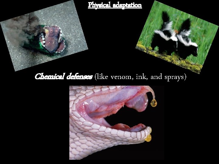 Physical adaptation Chemical defenses (like venom, ink, and sprays) 