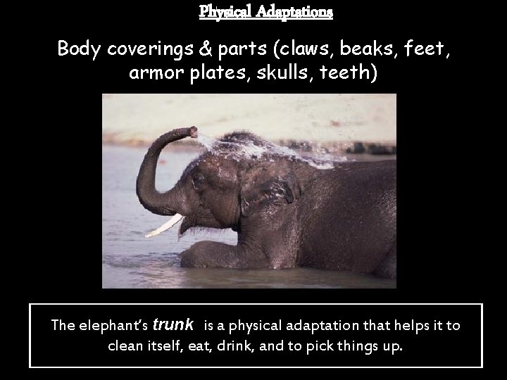 Physical Adaptations Body coverings & parts (claws, beaks, feet, armor plates, skulls, teeth) The Physical Adaptations Body coverings & parts (claws, beaks, feet, armor plates, skulls, teeth) The