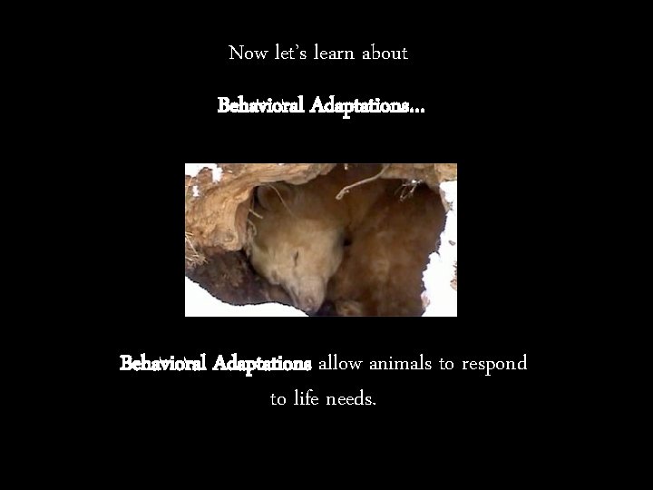 Now let’s learn about Behavioral Adaptations… Behavioral Adaptations allow animals to respond to life