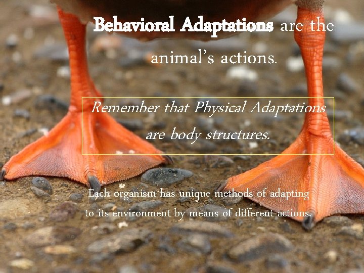 Behavioral Adaptations are the animal’s actions. Remember that Physical Adaptations are body structures. Each