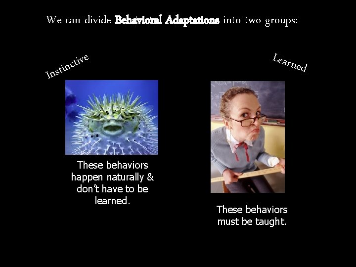 We can divide Behavioral Adaptations into two groups: e v i t tinc Ins