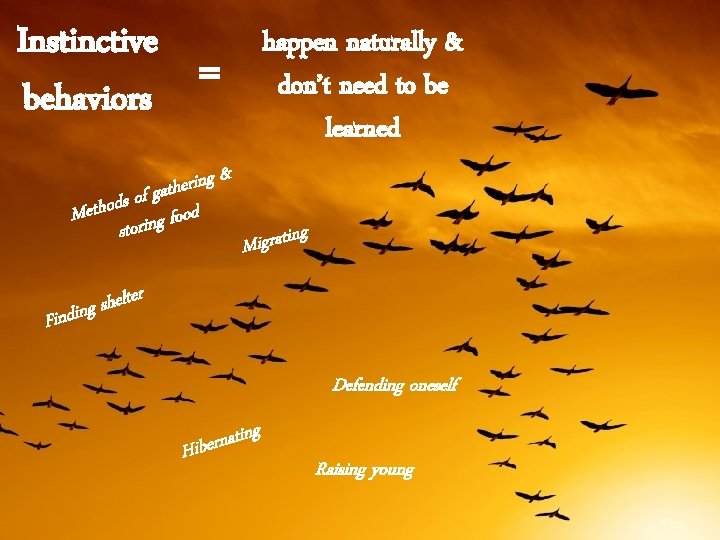 Instinctive behaviors happen naturally & don’t need to be learned = & g n